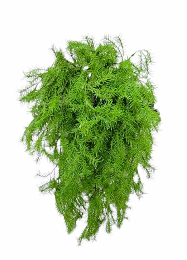 Asparagus Fern Bush