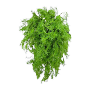 Asparagus Fern Bush