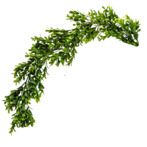 Boxwood Garland (3')