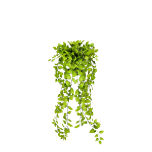 Mint Bush