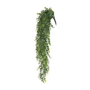Eucalyptus Hanging Bush